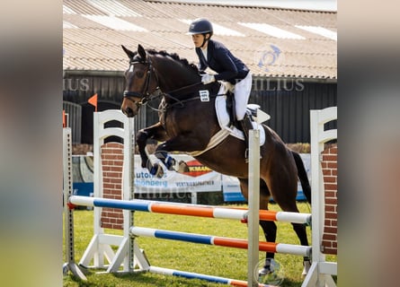 Trakehner, Wallach, 5 Jahre, 168 cm, Dunkelbrauner
