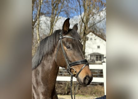 Trakehner, Wallach, 5 Jahre, 169 cm, Brauner