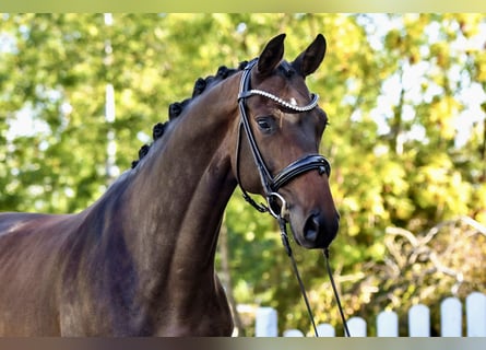 Trakehner, Wallach, 5 Jahre, 170 cm, Dunkelbrauner