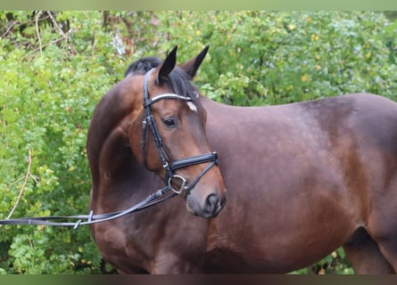 Trakehner, Wallach, 5 Jahre, 171 cm, Dunkelbrauner