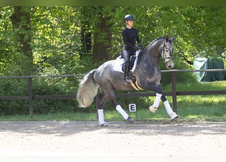 Trakehner, Wallach, 5 Jahre, 171 cm, Schimmel