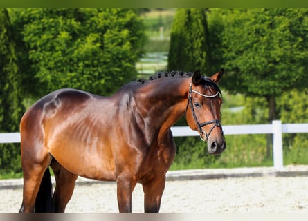 Trakehner, Wallach, 5 Jahre, 172 cm, Dunkelbrauner