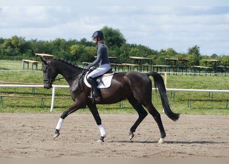Trakehner, Wallach, 5 Jahre, 173 cm, Rappe
