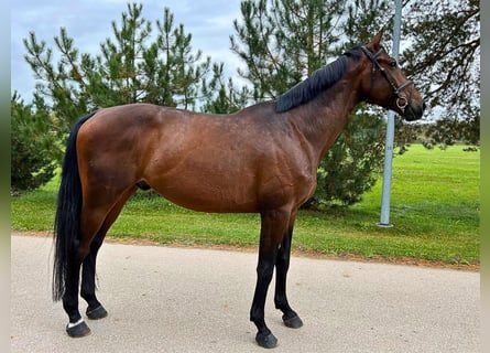 Trakehner, Wallach, 5 Jahre, 174 cm, Dunkelbrauner