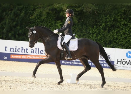 Trakehner, Wallach, 5 Jahre, 174 cm, Rappe