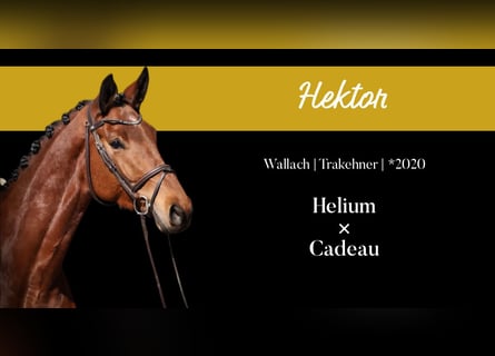 Trakehner, Wallach, 5 Jahre, 176 cm, Brauner