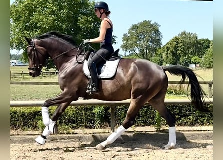 Trakehner, Wallach, 5 Jahre, 178 cm, Brauner