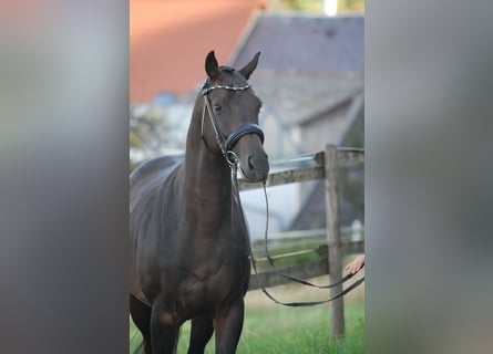 Trakehner, Wallach, 5 Jahre, Schwarzbrauner
