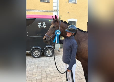 Trakehner, Wallach, 6 Jahre, 165 cm, Dunkelbrauner