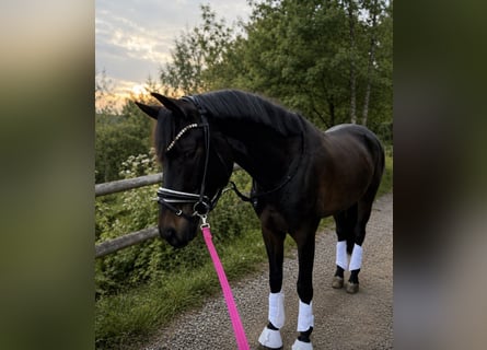 Trakehner, Wallach, 6 Jahre, 167 cm, Dunkelbrauner
