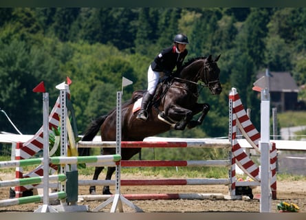 Trakehner, Wallach, 6 Jahre, 167 cm, Schwarzbrauner