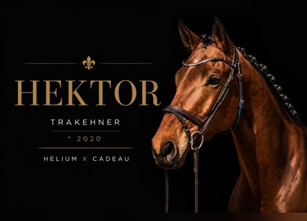 Trakehner, Wallach, 6 Jahre, 177 cm, Brauner