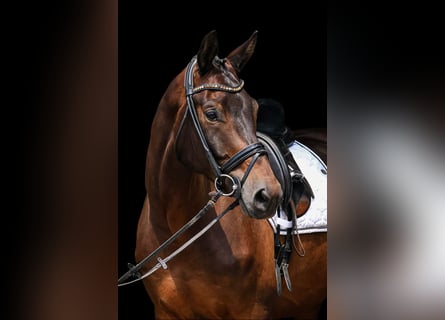 Trakehner, Wallach, 6 Jahre, 178 cm, Dunkelbrauner