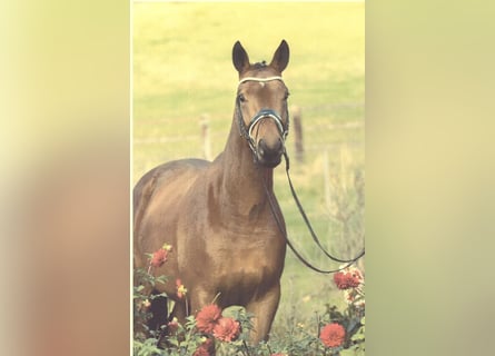 Trakehner, Wallach, 7 Jahre, 165 cm, Brauner