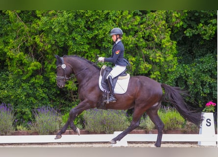 Trakehner, Wallach, 7 Jahre, 165 cm, Rappe