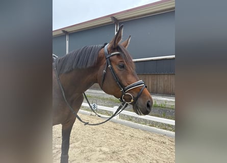Trakehner, Wallach, 7 Jahre, 168 cm, Dunkelbrauner