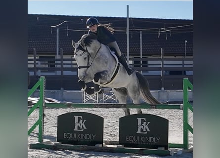 Trakehner, Wallach, 7 Jahre, 168 cm, Schimmel