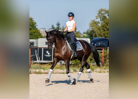 Trakehner, Wallach, 7 Jahre, 170 cm, Schwarzbrauner