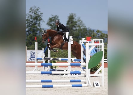 Trakehner, Wallach, 7 Jahre, 175 cm, Fuchs
