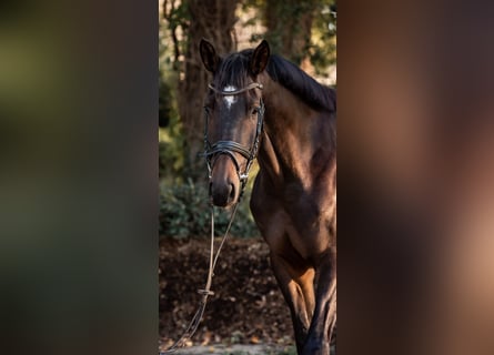 Trakehner, Wallach, 7 Jahre, 178 cm, Brauner