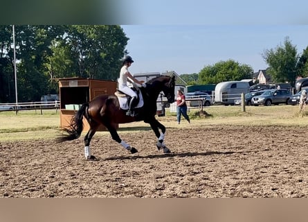 Trakehner, Wallach, 7 Jahre, 178 cm, Brauner