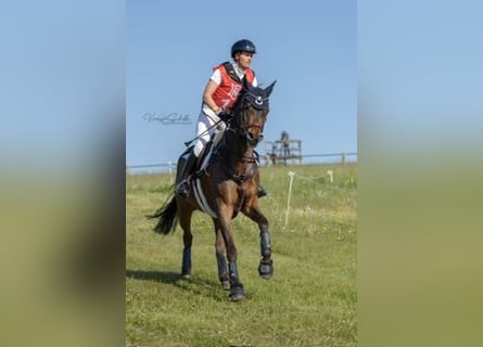Trakehner, Wallach, 8 Jahre, 164 cm, Dunkelbrauner