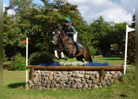 Trakehner, Wallach, 8 Jahre, 164 cm, Dunkelbrauner