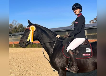 Trakehner, Wallach, 8 Jahre, 164 cm, Rappe