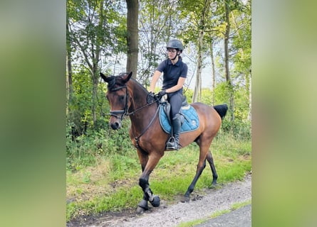 Trakehner, Wallach, 8 Jahre, 165 cm, Brauner