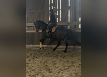 Trakehner, Wallach, 8 Jahre, 168 cm, Dunkelbrauner