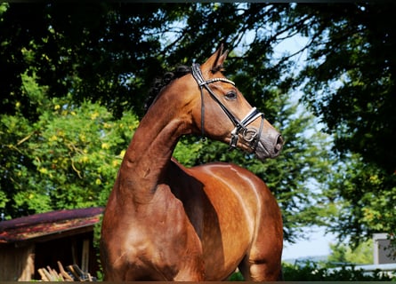 Trakehner, Wallach, 8 Jahre, 175 cm, Buckskin