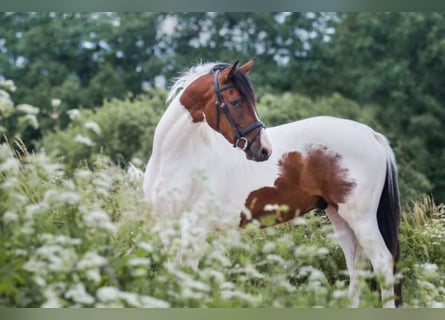 Trakehner, Wallach, 9 Jahre, 165 cm, Schecke