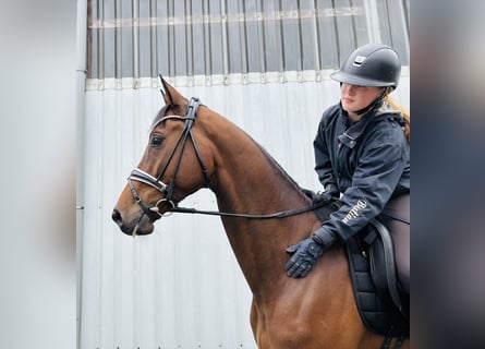 Trakehner, Wallach, 9 Jahre, 168 cm, Brauner