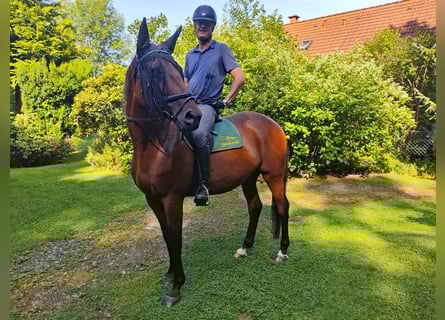 Trakehner, Wallach, 9 Jahre, 170 cm, Brauner