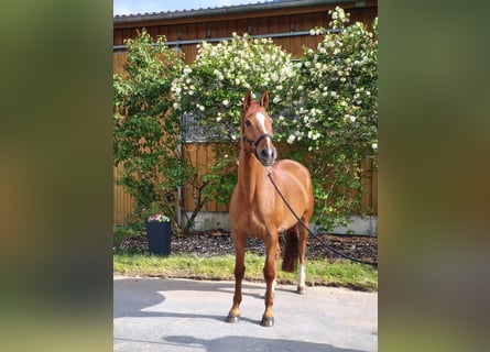 Trakehner, Wallach, 9 Jahre, 170 cm, Fuchs
