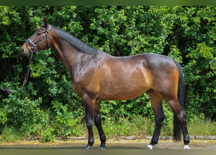 Trakehner, Wallach, 9 Jahre, 172 cm, Brauner