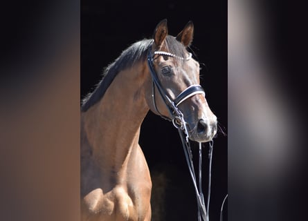 Trakehner, Wallach, 9 Jahre, 173 cm, Dunkelbrauner