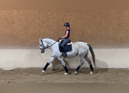 Trakehner, Yegua, 10 años, 166 cm, Tordo picazo