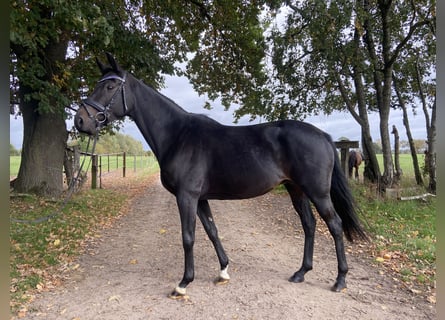 Trakehner, Yegua, 11 años, Morcillo