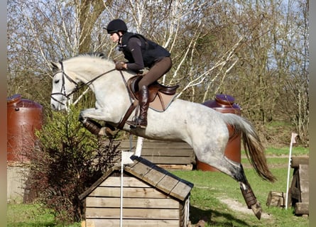 Trakehner, Yegua, 12 años, 167 cm, Tordo