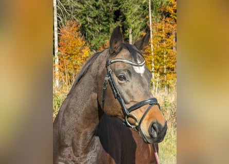 Trakehner, Yegua, 13 años, 165 cm, Castaño oscuro