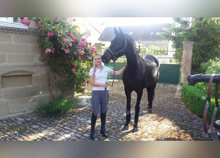 Trakehner, Yegua, 13 años, 173 cm, Morcillo
