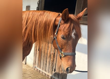 Trakehner Mestizo, Yegua, 14 años, 158 cm, Alazán-tostado
