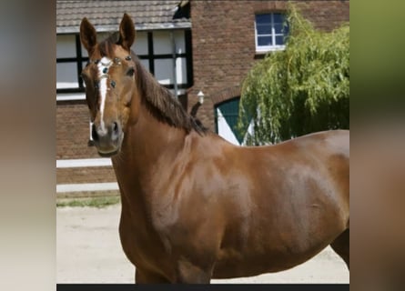 Trakehner, Yegua, 19 años, 165 cm