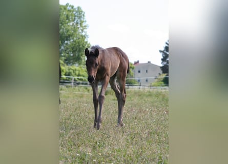 Trakehner, Yegua, 1 año, 166 cm, Castaño