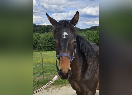 Trakehner, Yegua, 1 año, 166 cm, Castaño oscuro