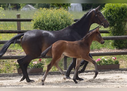 Trakehner, Yegua, 1 año, 167 cm, Castaño oscuro