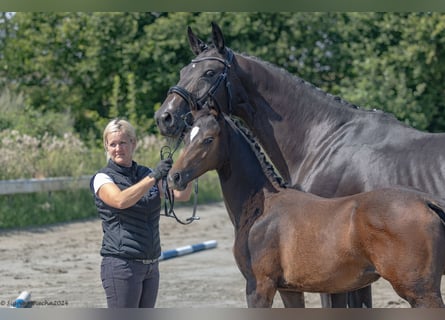 Trakehner, Yegua, 1 año, 168 cm, Castaño