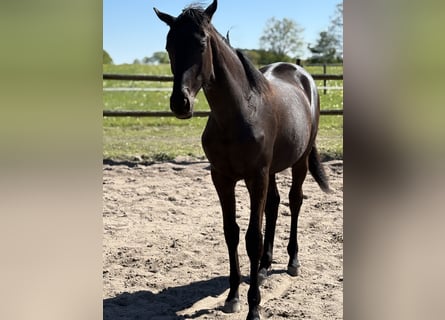 Trakehner, Yegua, 1 año, 168 cm, Negro