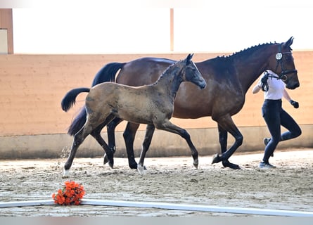 Trakehner, Yegua, 1 año, Castaño
